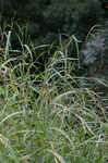 Itchgrass